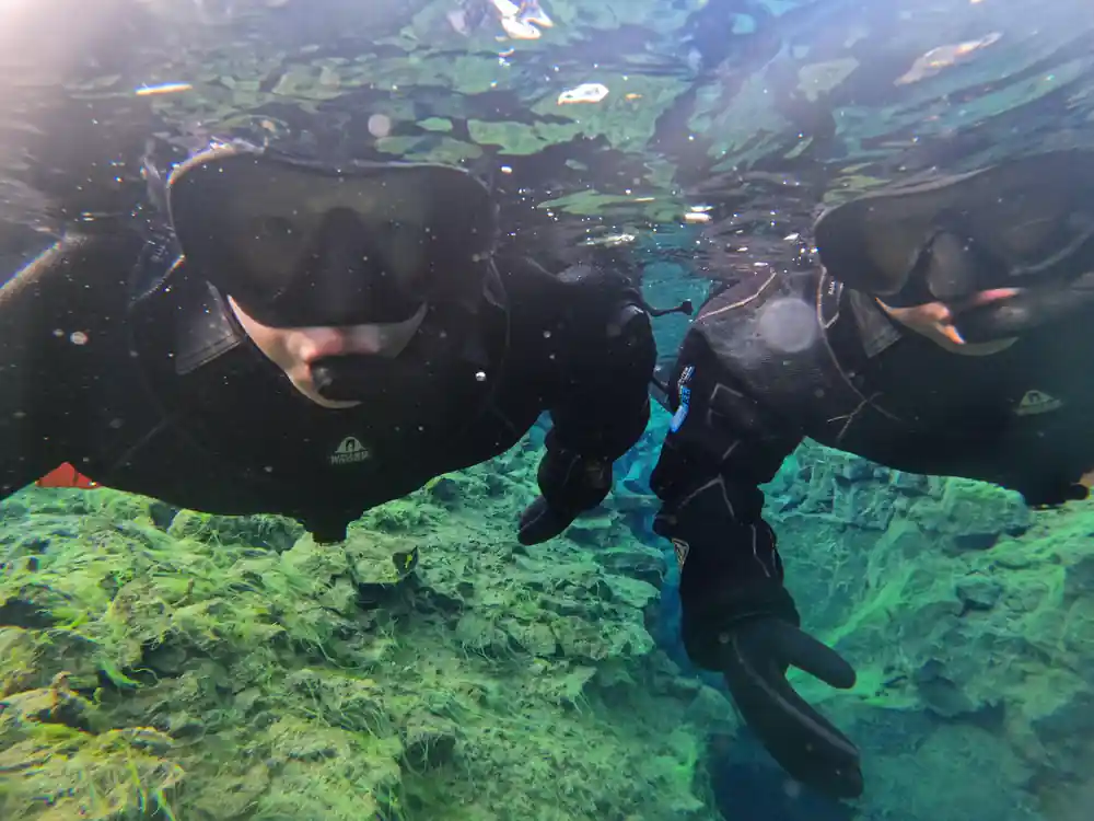 Snorkelers underwater above mossy green rocky bottom