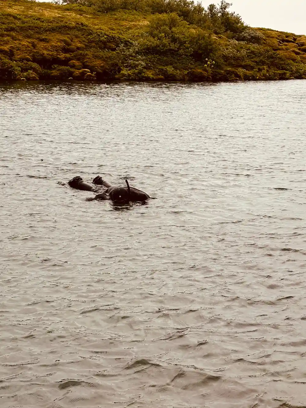 Two seals swimming in shallow coastal water